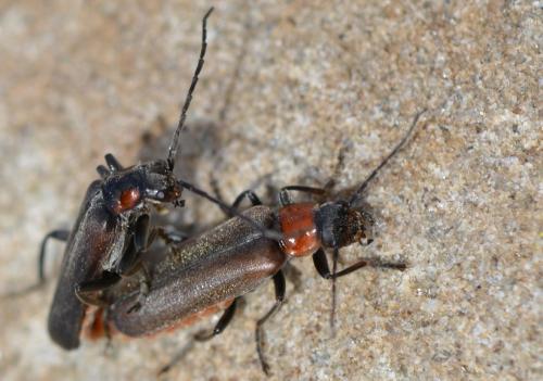 Réf. 323 888 : Cantharis sp.